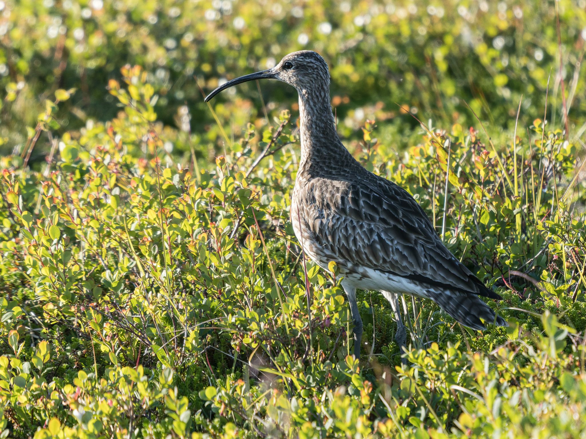 Regenbrachvogel